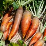 Potagères - Betterave Fourragère Jaune Géante de Vauriac - face recto